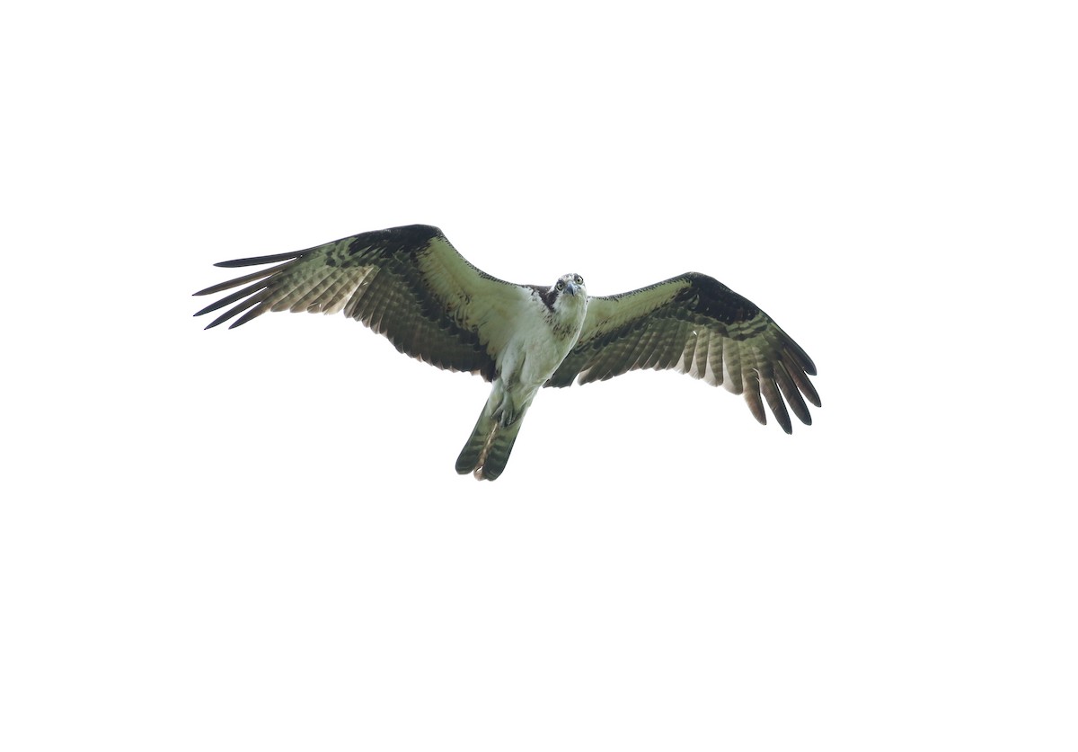 Osprey (carolinensis) - ML618912713