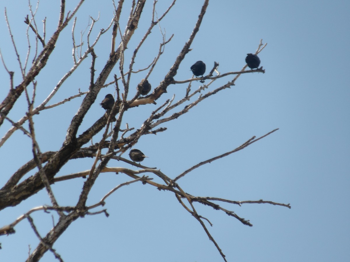 Brown-headed Cowbird - Nicolette Emms