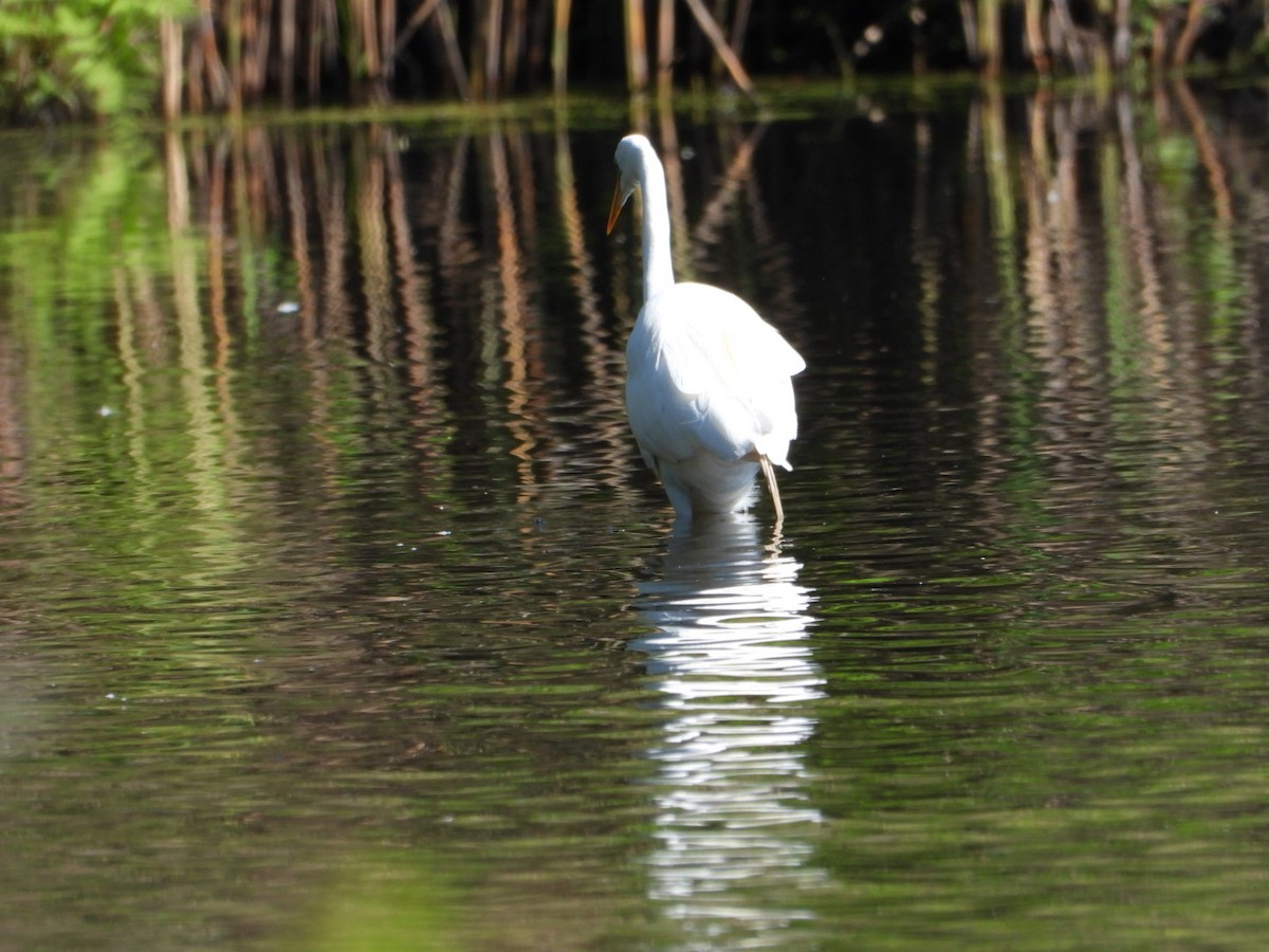 Great Egret - kath osullivan