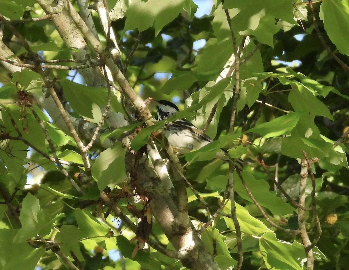 Blackpoll Warbler - ML618912732