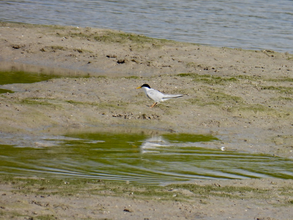 Least Tern - Jeanne Tucker