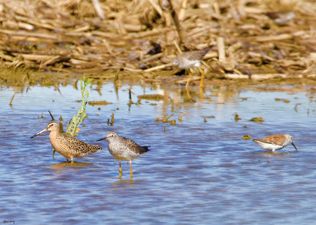 kortnebbekkasinsnipe - ML618912755