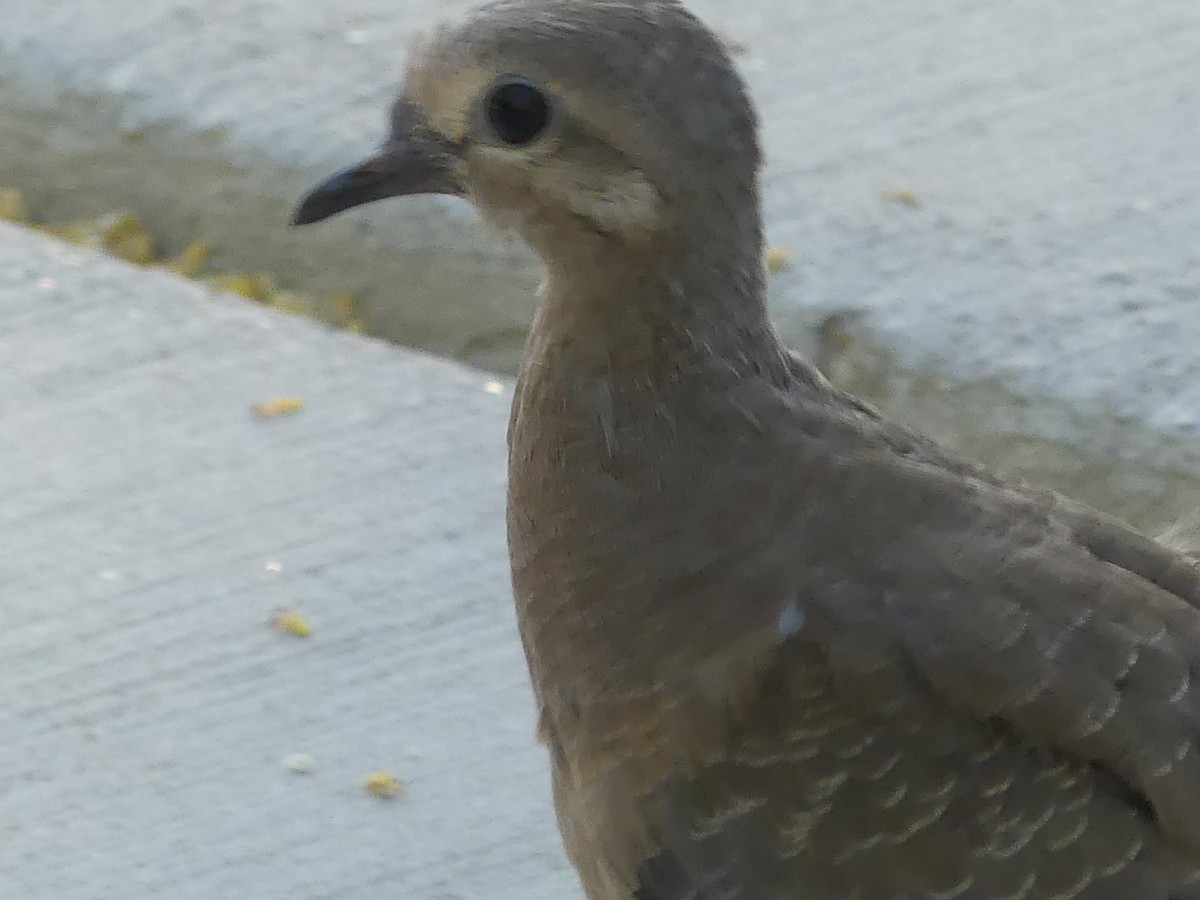 Mourning Dove - ML618912756