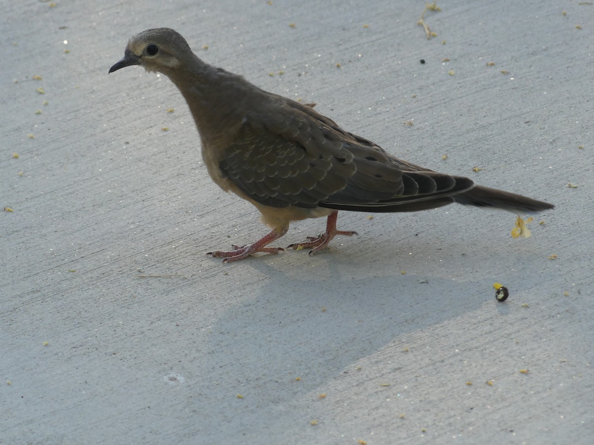 Mourning Dove - ML618912757