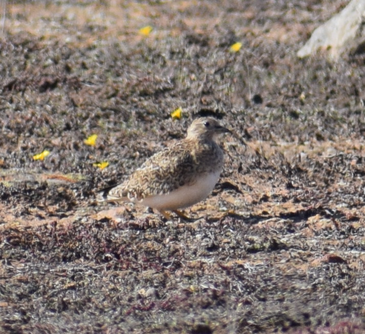 Least Seedsnipe - ML618912765