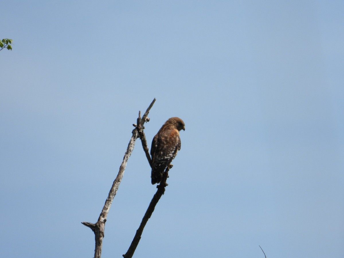 Red-shouldered Hawk - kath osullivan