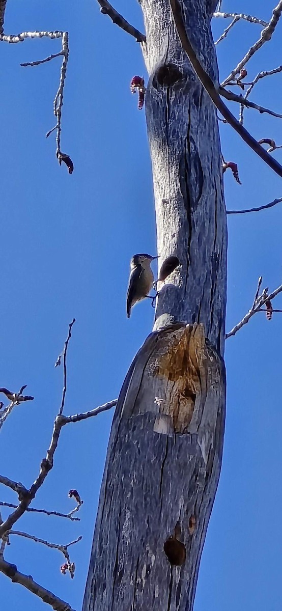 Pygmy Nuthatch - Anonymous