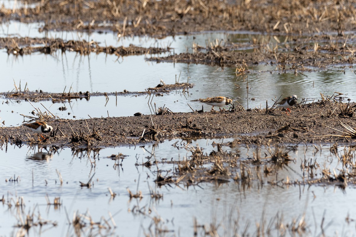 Ruddy Turnstone - ML618912788