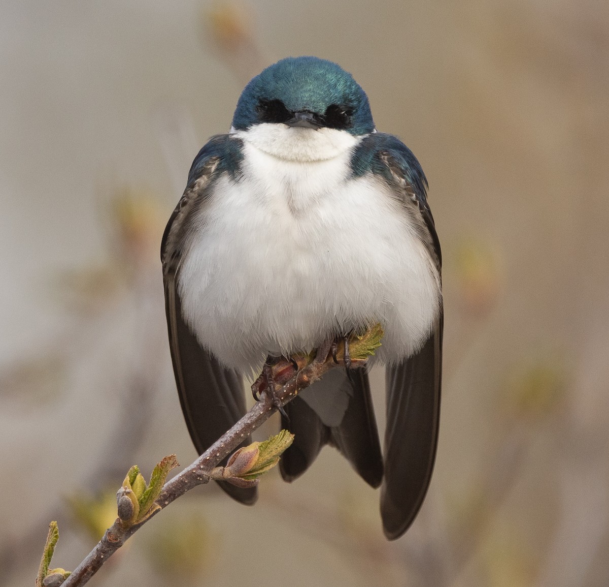 Tree Swallow - Nick Ramsey