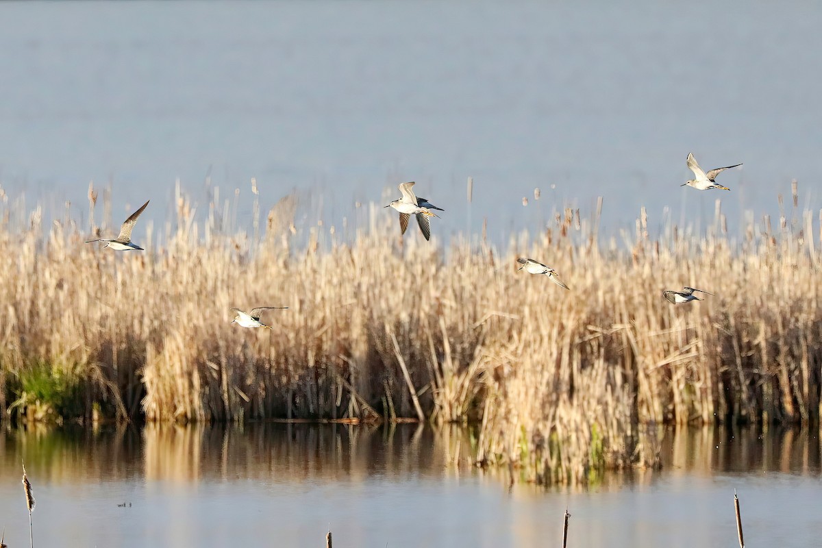 Lesser Yellowlegs - ML618912795