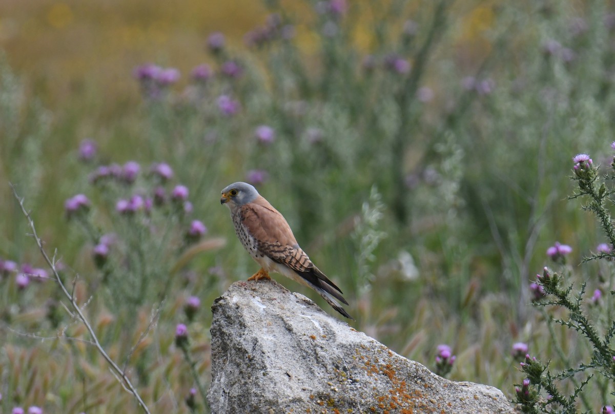 Lesser Kestrel - José Barrueso Franco