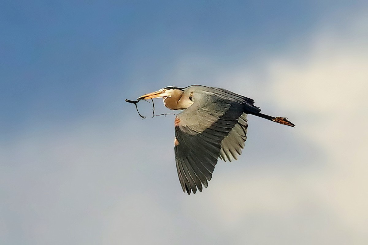 Great Blue Heron - ML618912798