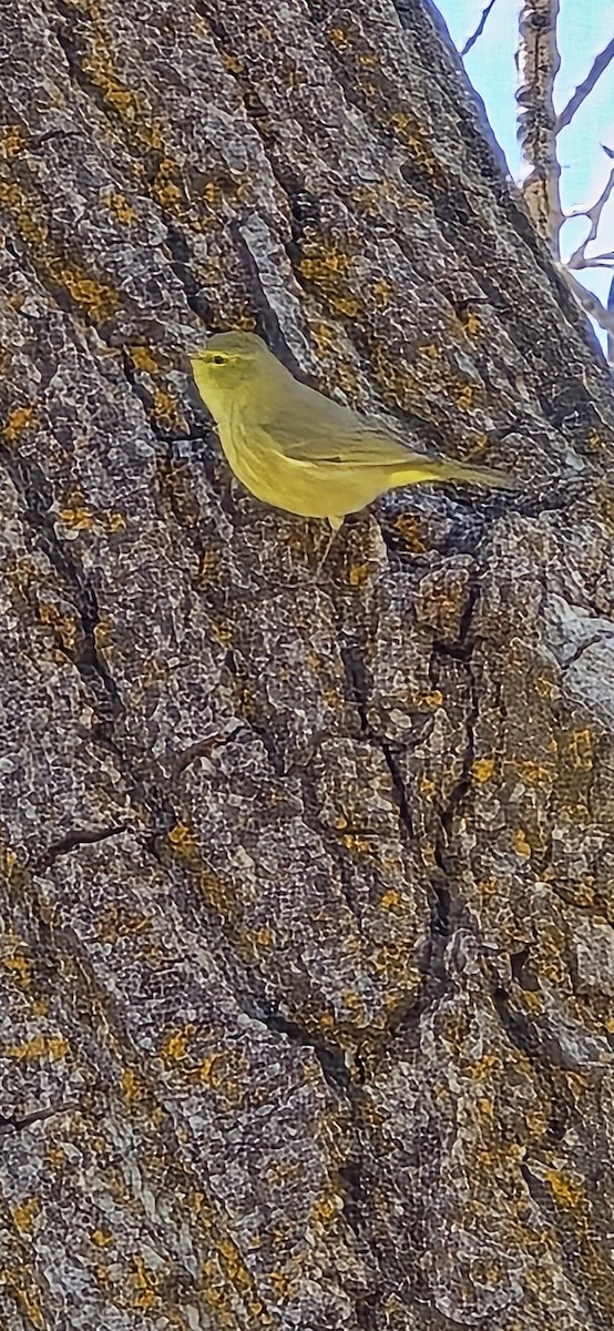 Orange-crowned Warbler - Anonymous