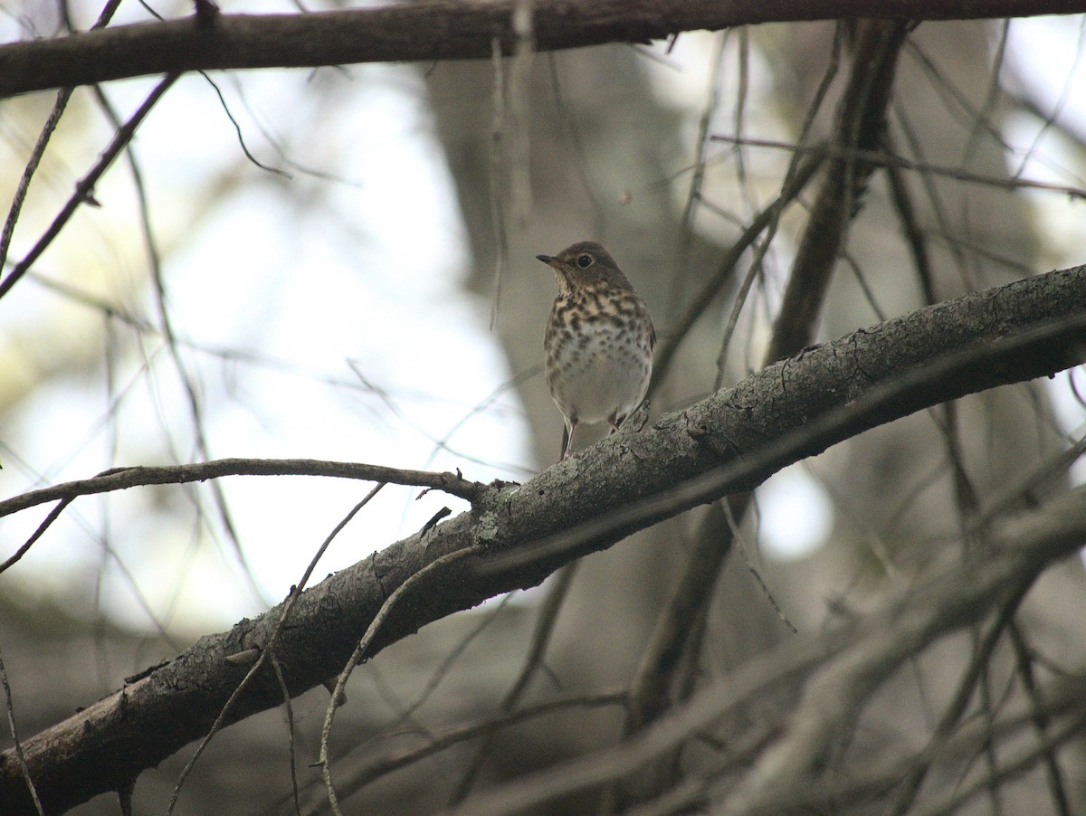 Swainson's Thrush - ML618912811