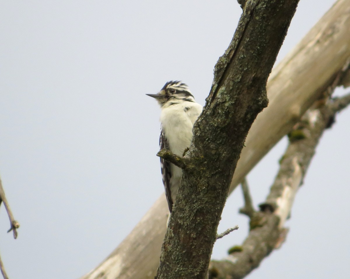 Downy Woodpecker - Marianne Friers