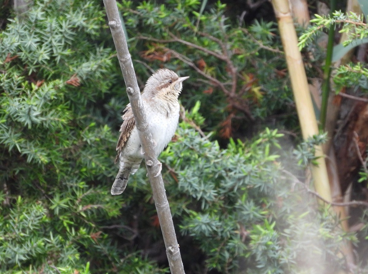 Eurasian Wryneck - Francesco Barberini