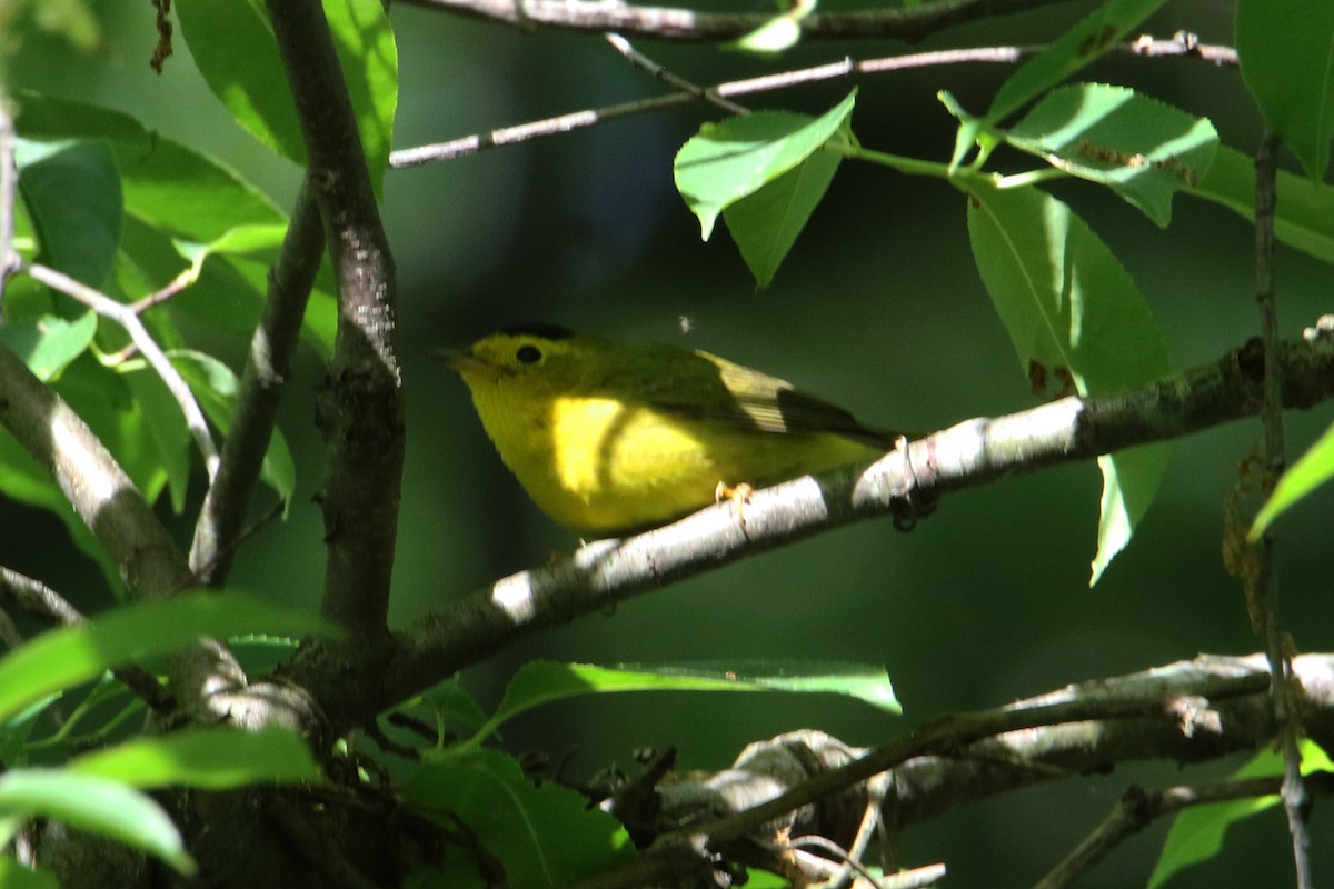 Wilson's Warbler - ML618912818