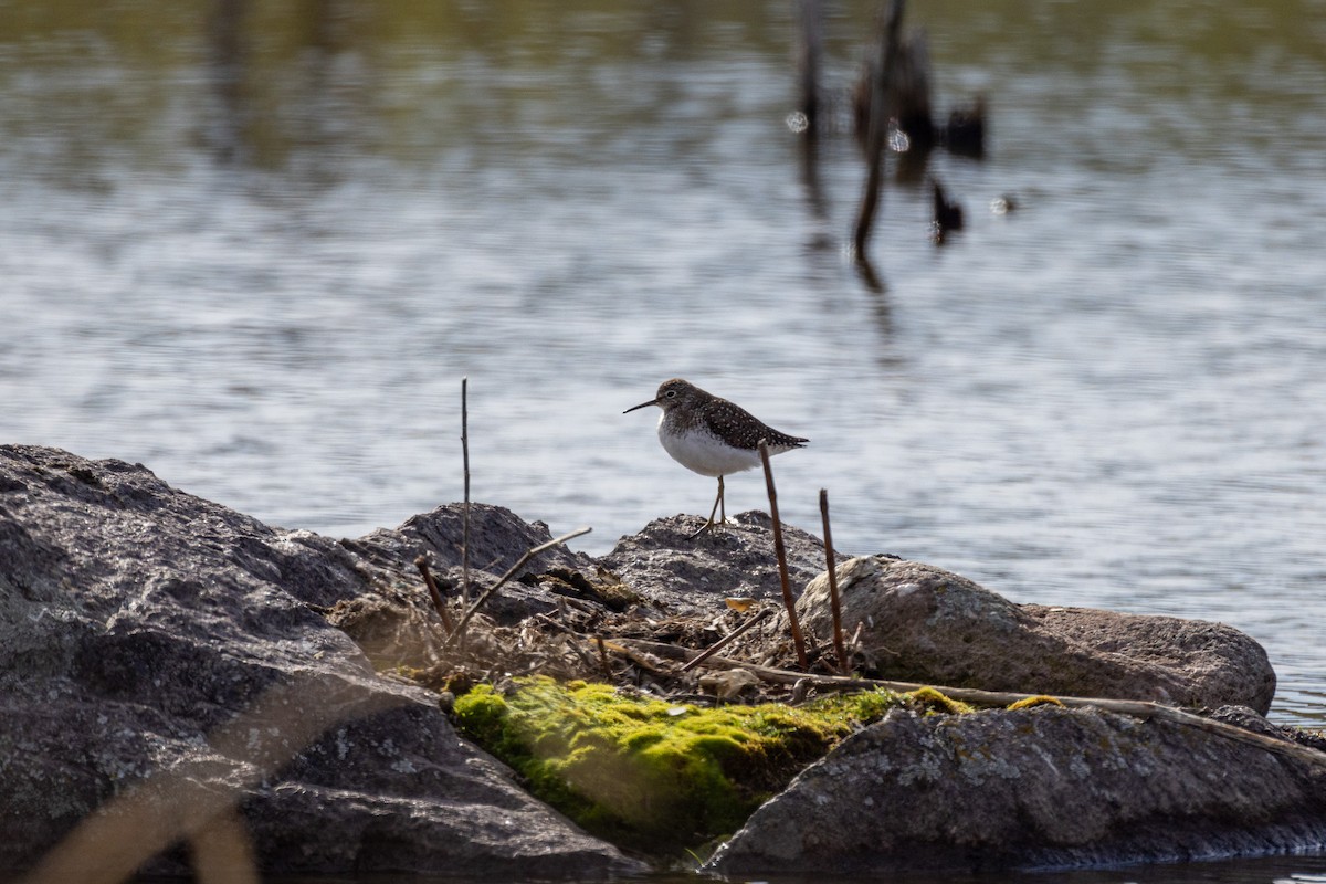 Solitary Sandpiper - Isabelle Boulanger David LEcuyer