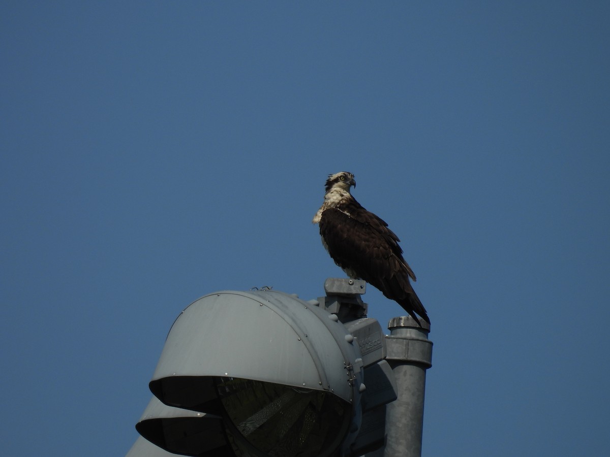 Osprey - ML618912823