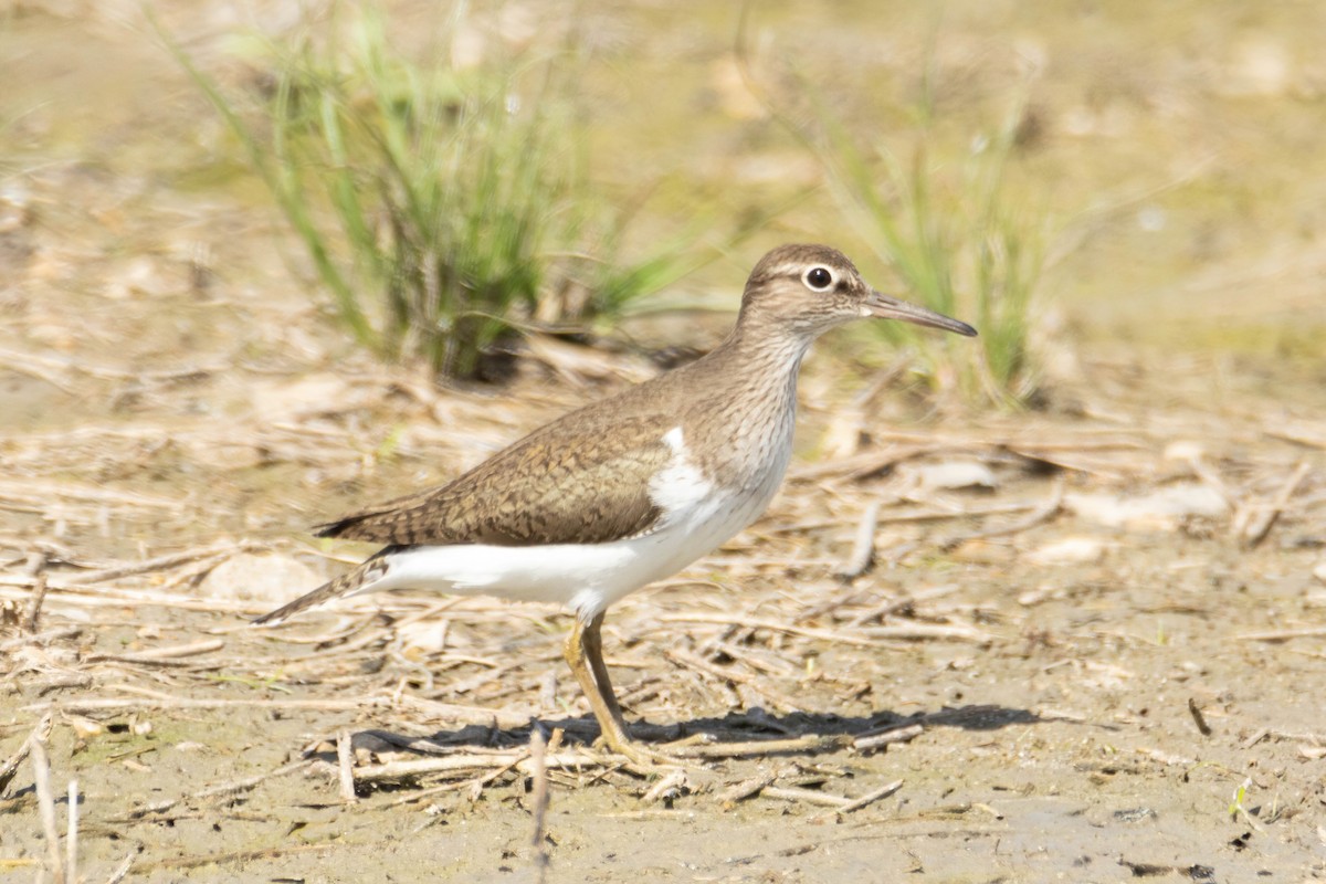 Common Sandpiper - Alejandro Sanz