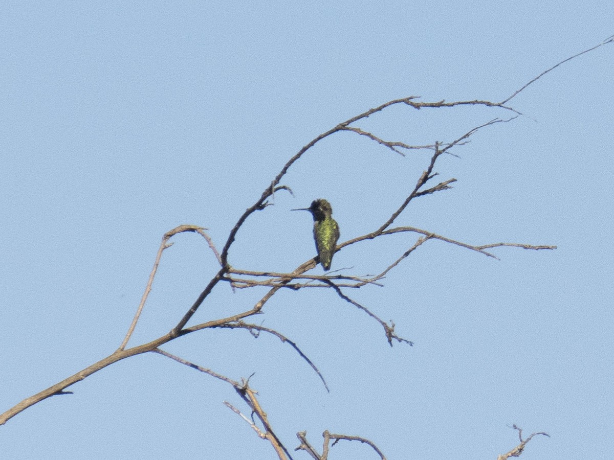 Anna's Hummingbird - Carol Collins