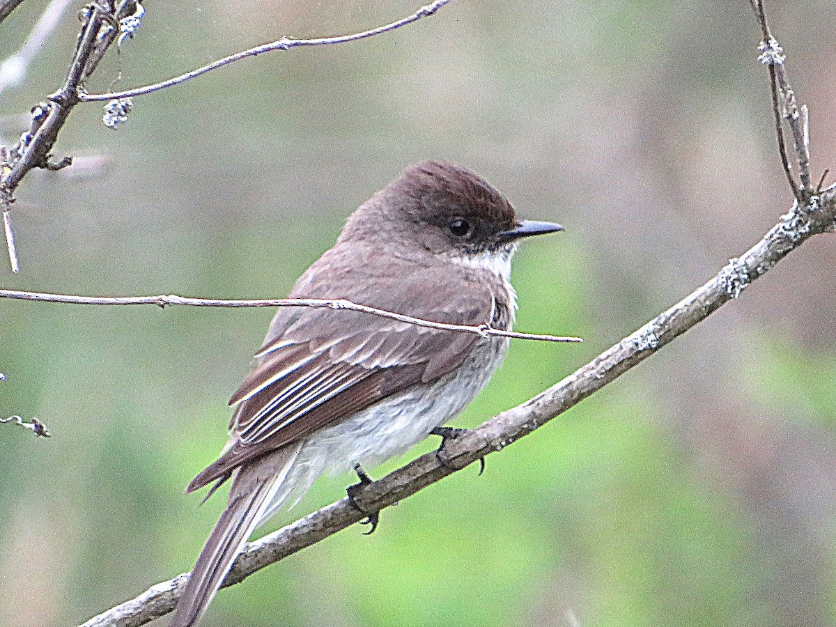 Eastern Phoebe - Marianne Friers