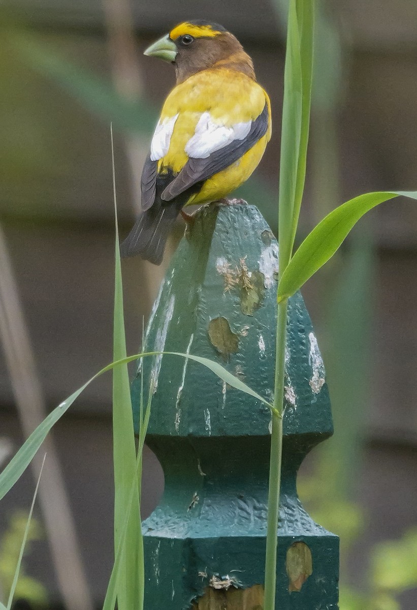 Evening Grosbeak - Roger Horn