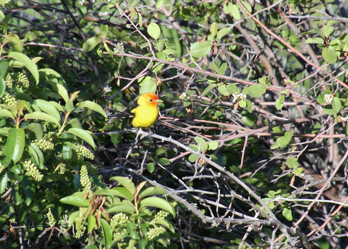 Western Tanager - Jared Peck