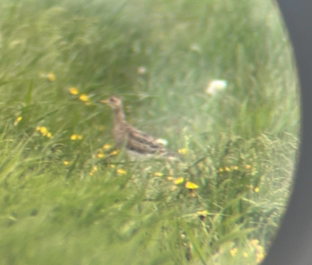 Upland Sandpiper - John Roth