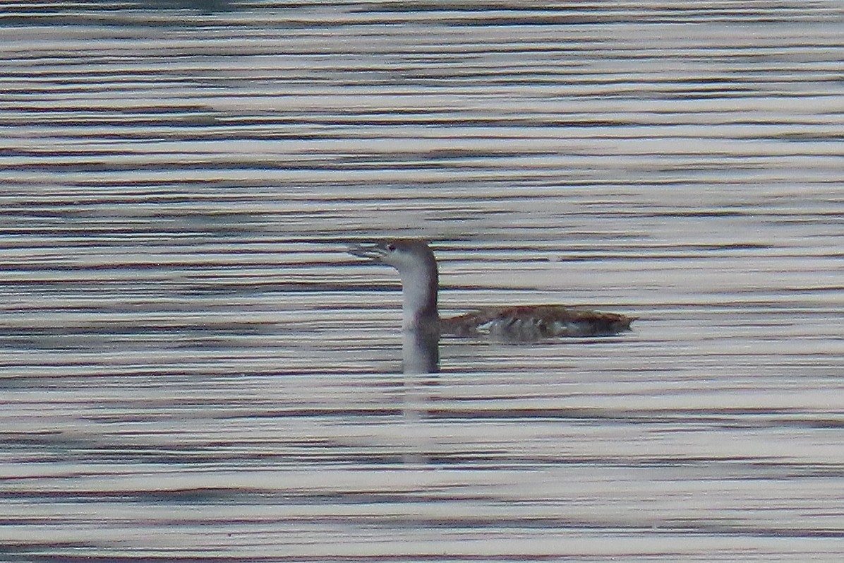 Red-throated Loon - ML618912866