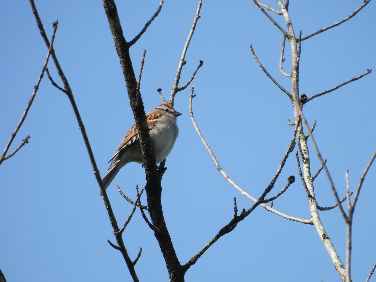 Chipping Sparrow - ML618912874