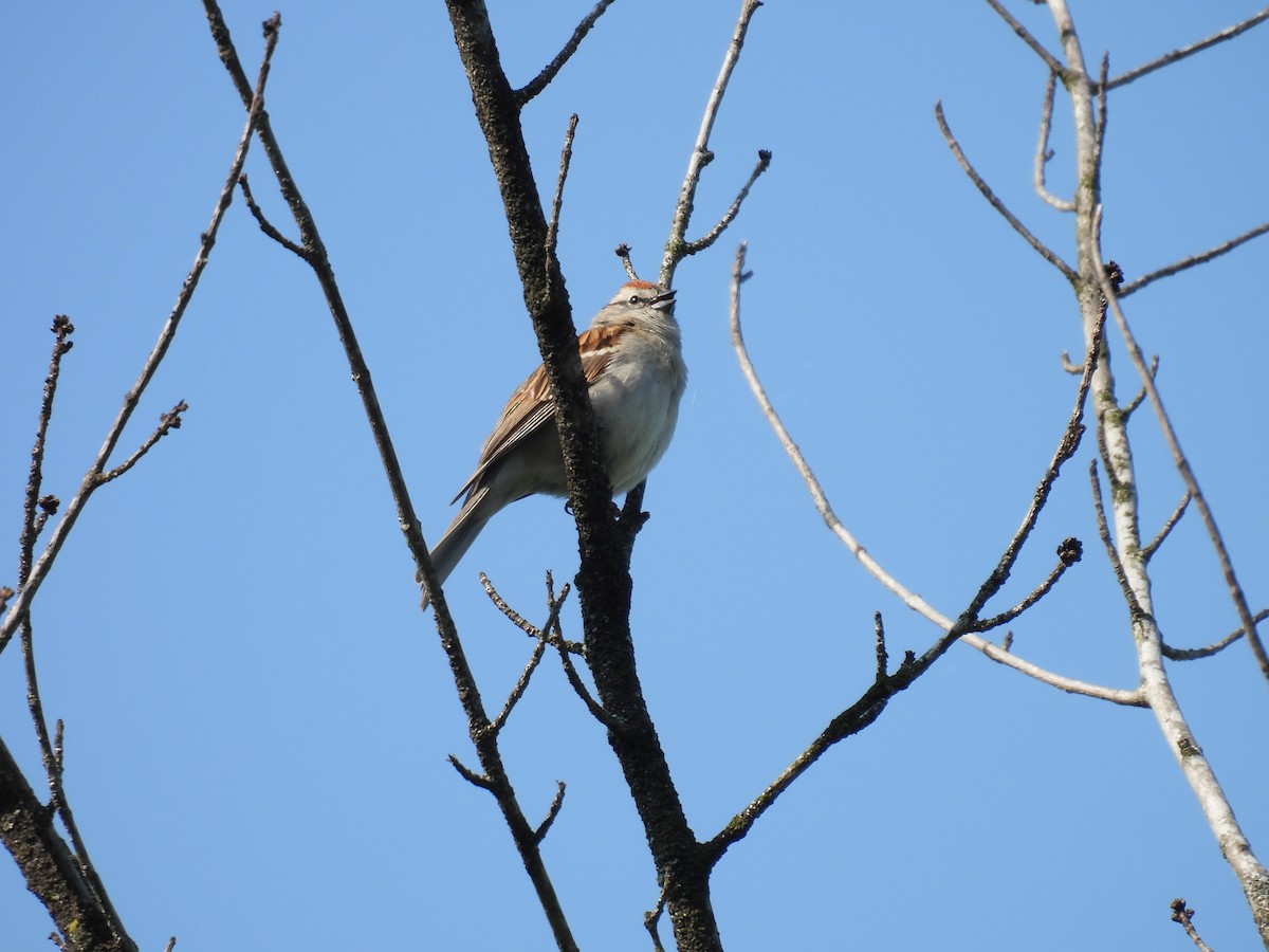 Chipping Sparrow - ML618912875