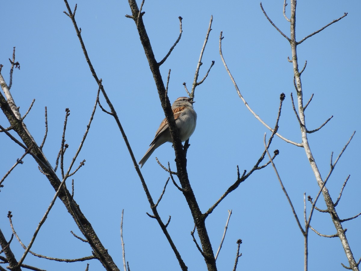 Chipping Sparrow - ML618912876