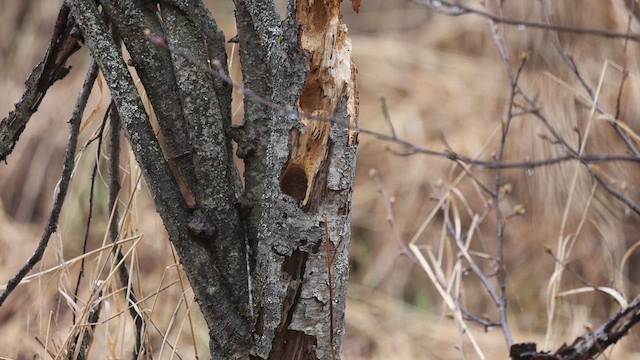 Boreal Chickadee - ML618912889