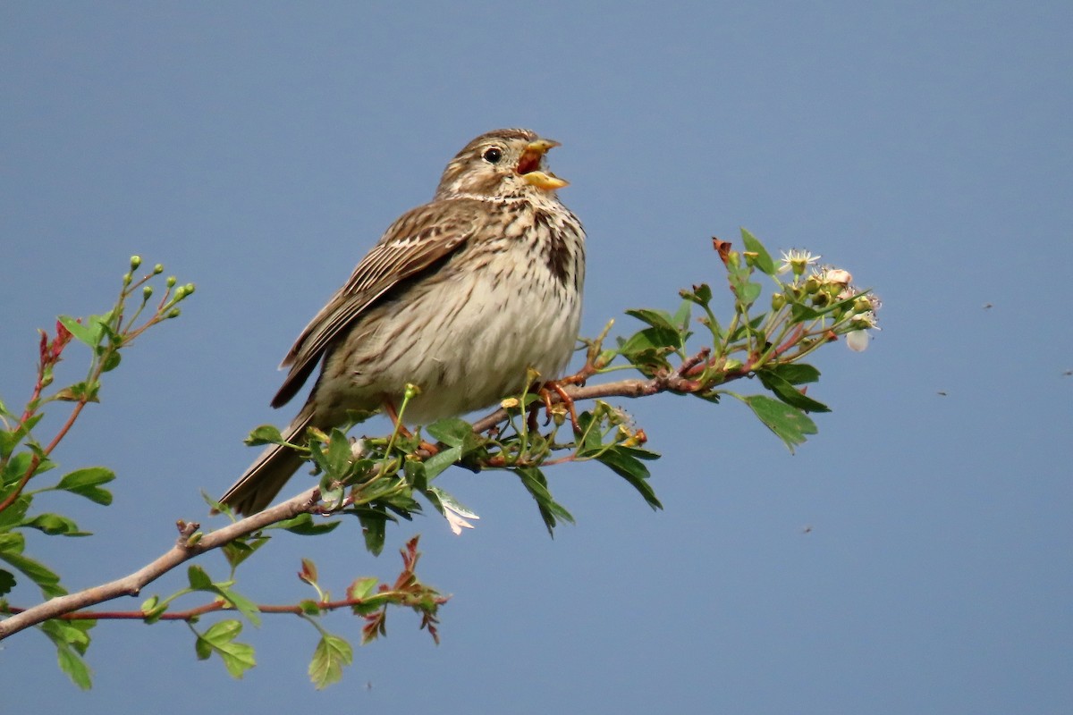 Corn Bunting - ML618912890