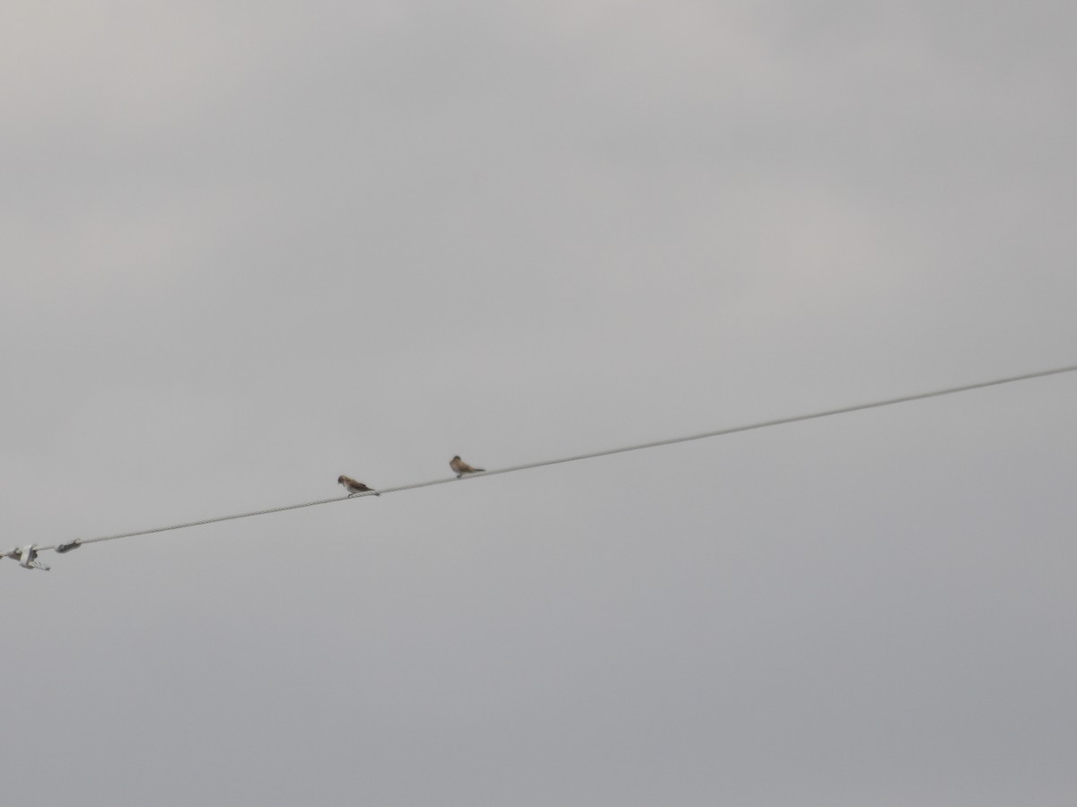 Northern Rough-winged Swallow - Nicolette Emms