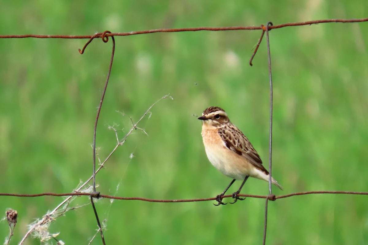 Whinchat - ML618912902