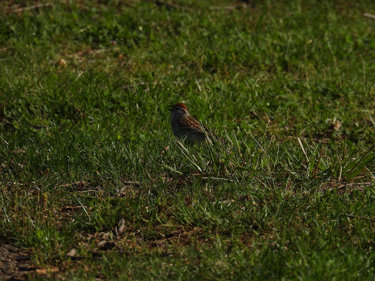 Chipping Sparrow - ML618912904