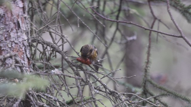 White-winged Crossbill - ML618912928