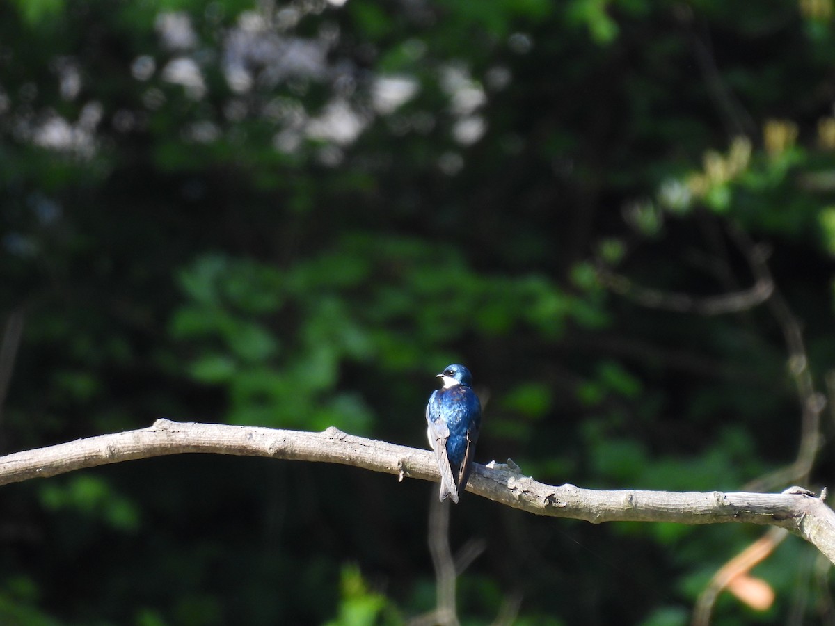 Tree Swallow - ML618912930