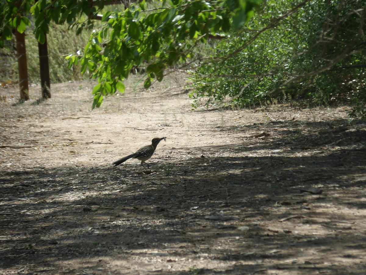 Greater Roadrunner - Nicolette Emms