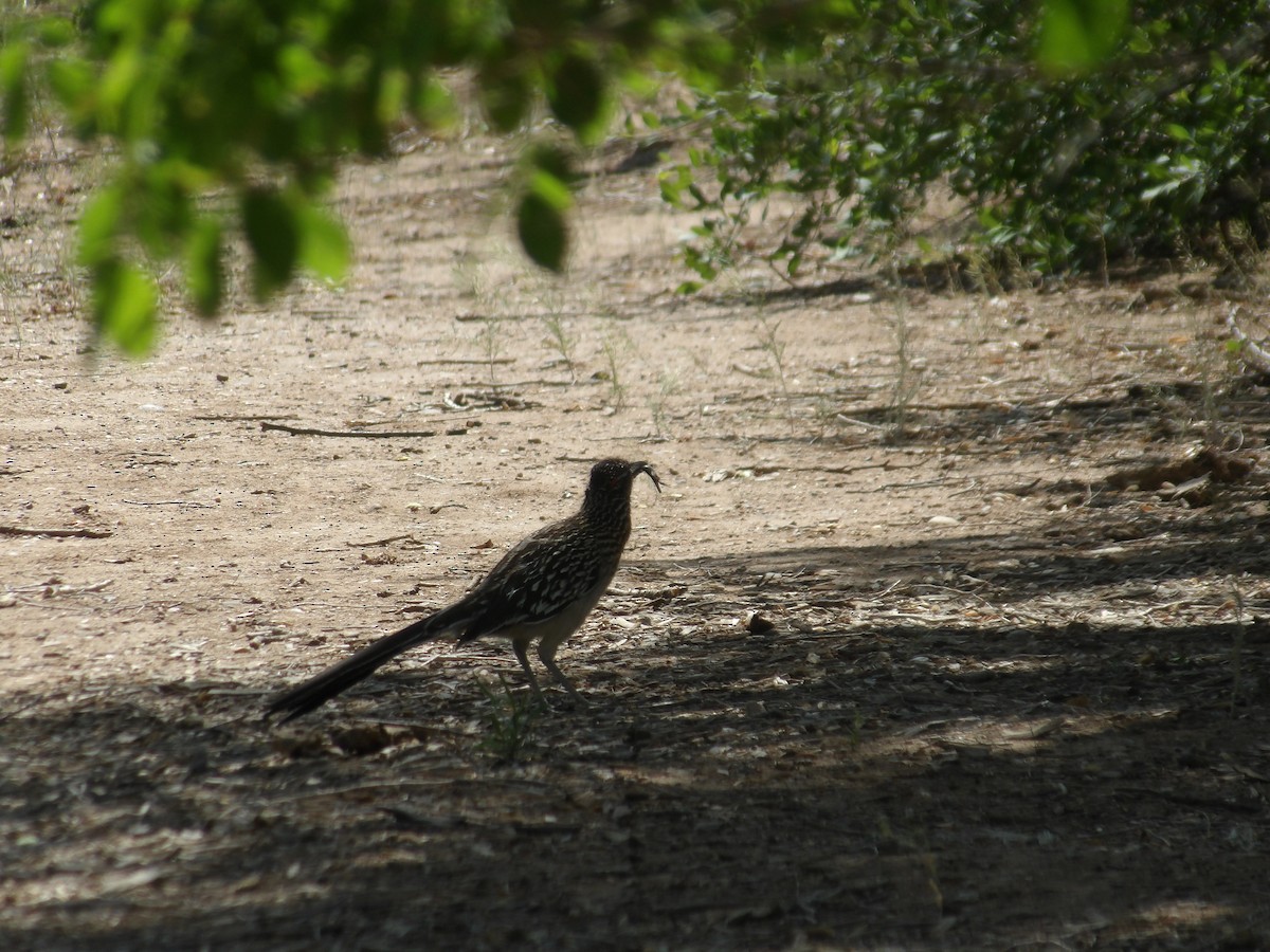 Greater Roadrunner - Nicolette Emms