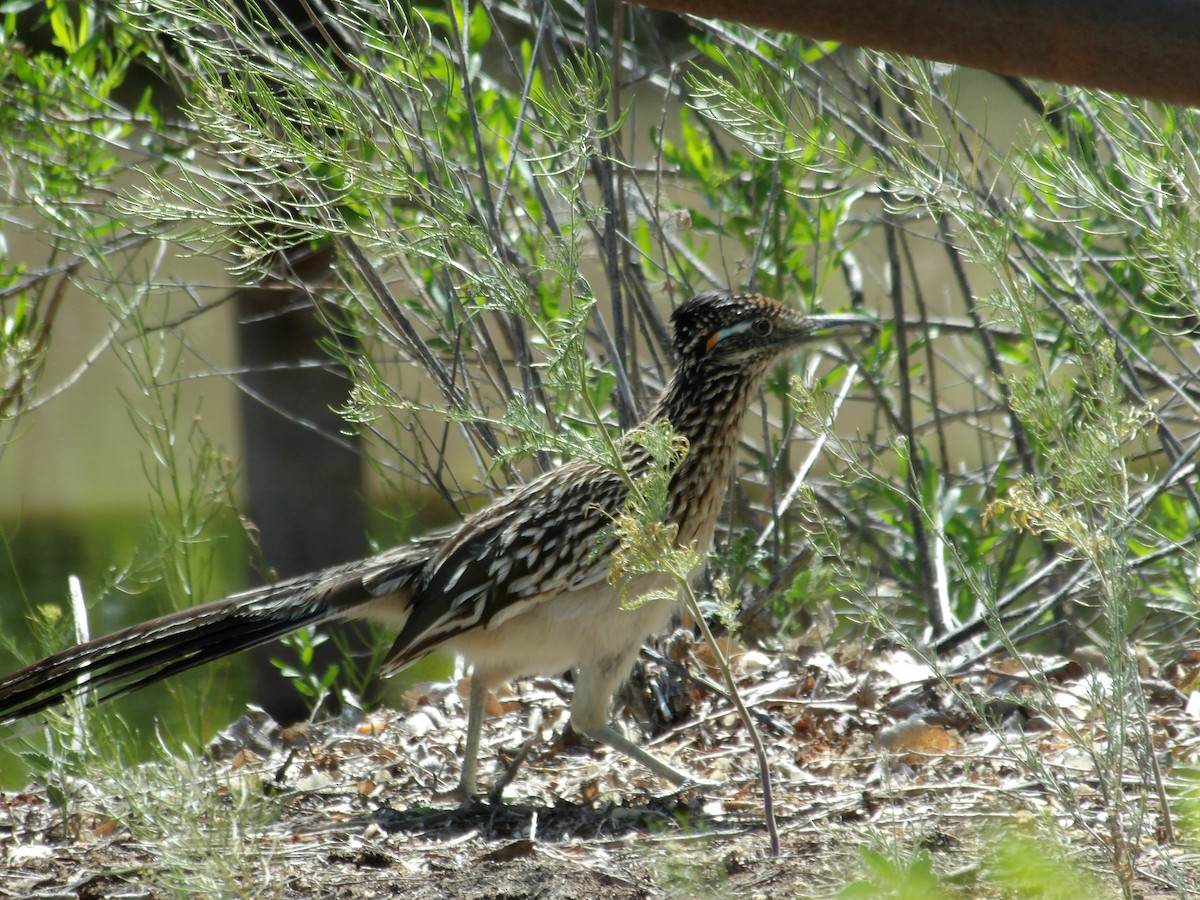 Greater Roadrunner - Nicolette Emms