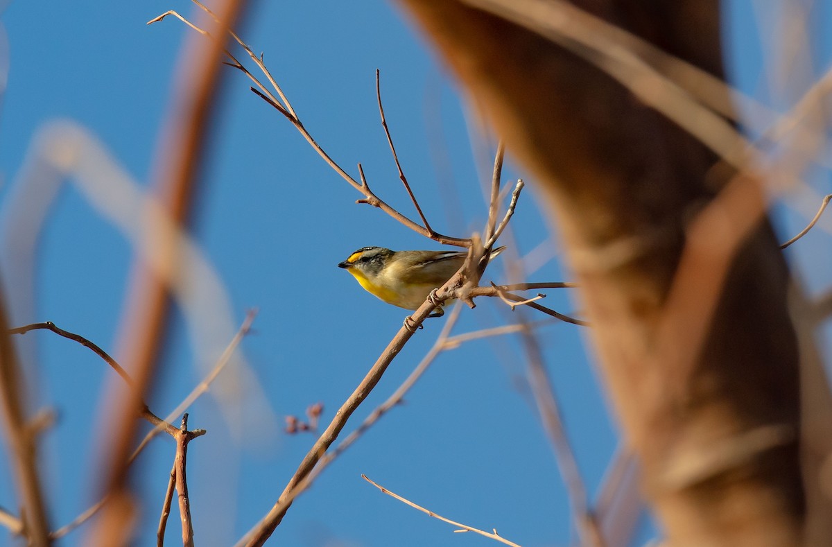 Streifenpanthervogel - ML618912947