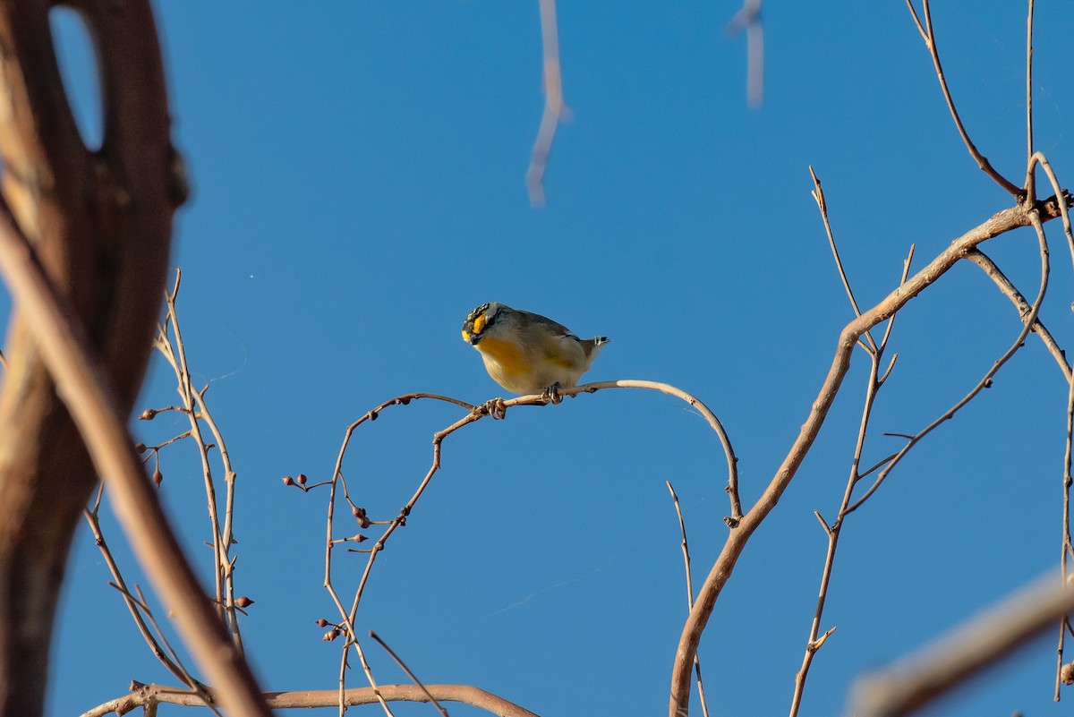 Striated Pardalote - Hickson Fergusson