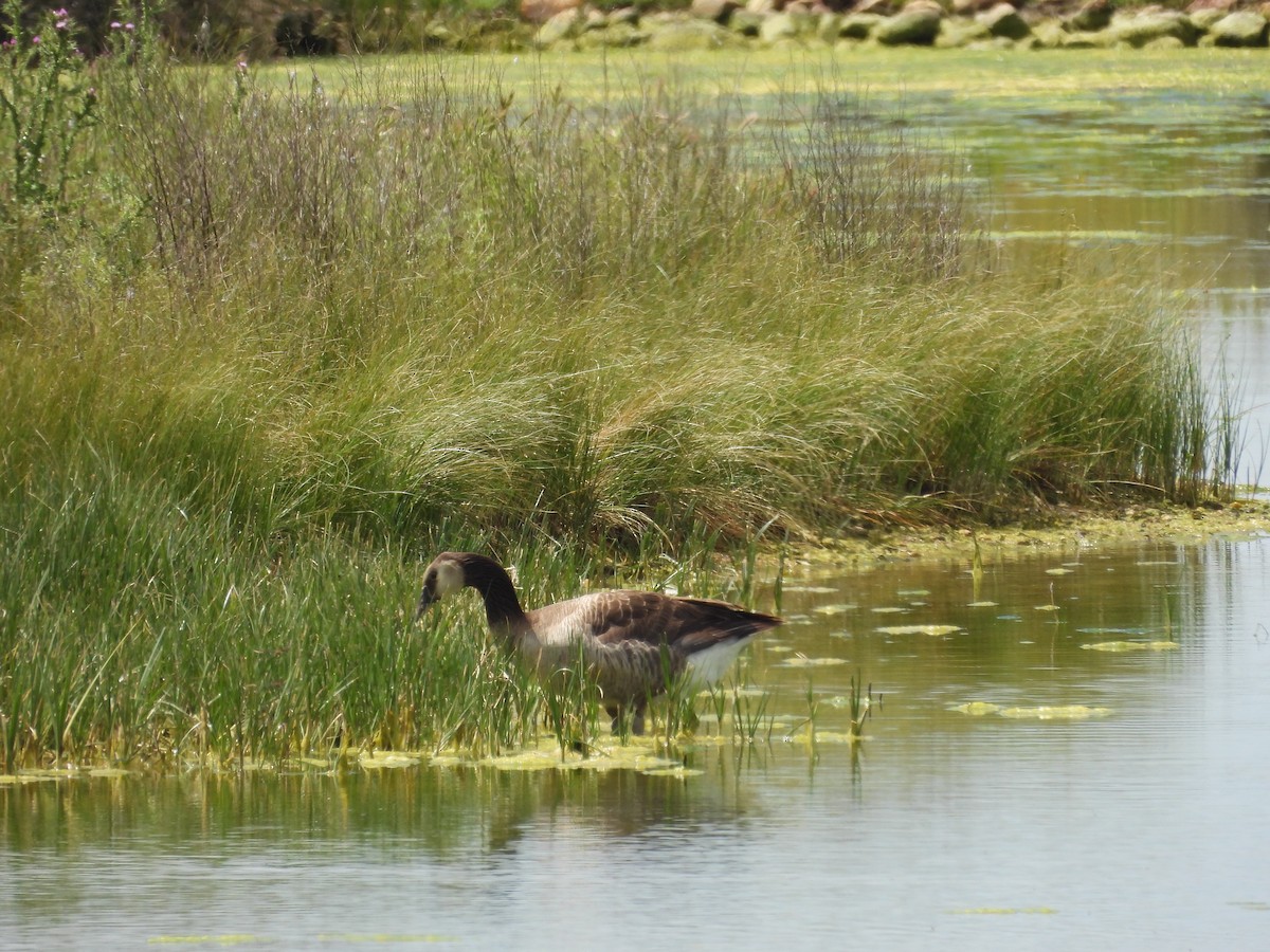 Graylag x Canada Goose (hybrid) - ML618912951