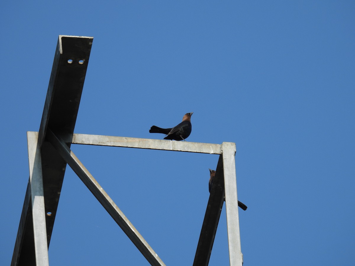 Brown-headed Cowbird - ML618912955