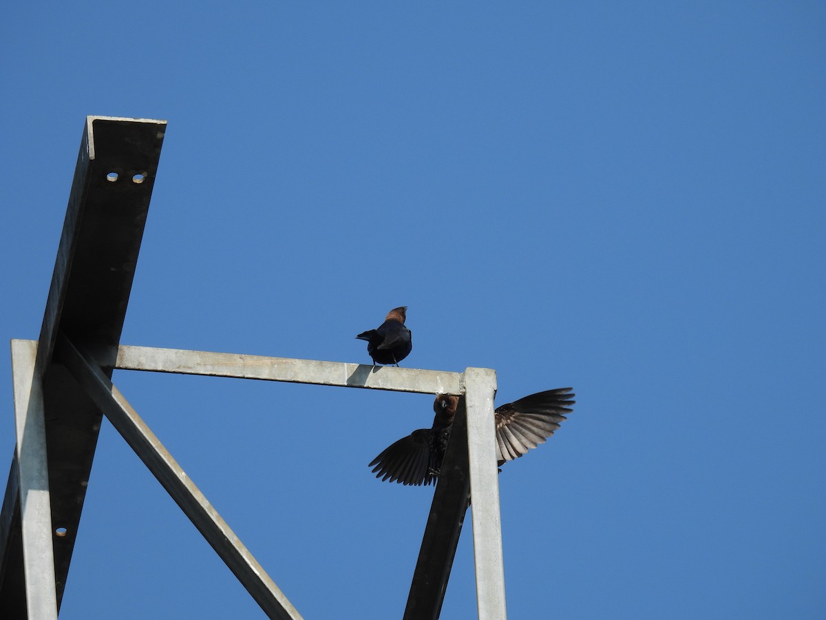 Brown-headed Cowbird - ML618912956