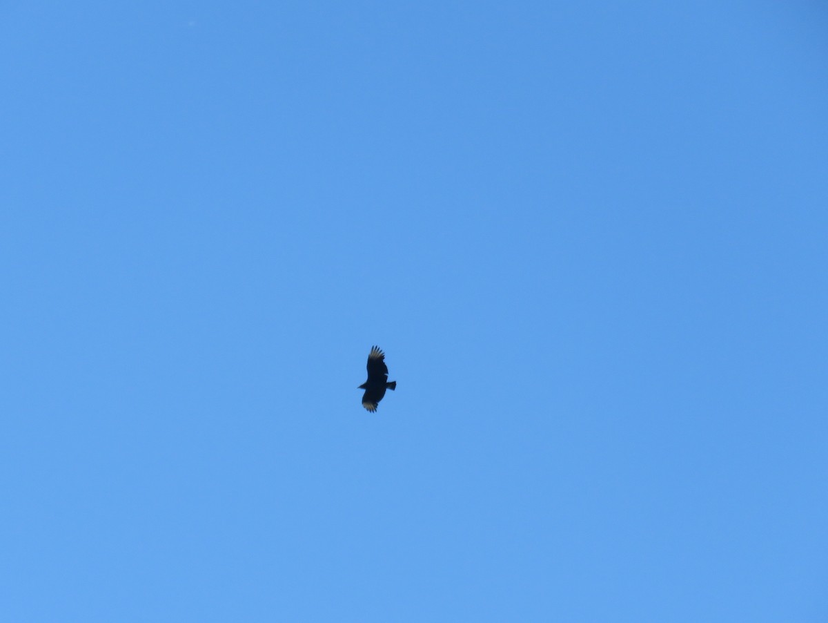 Black Vulture - Lucia Colombino