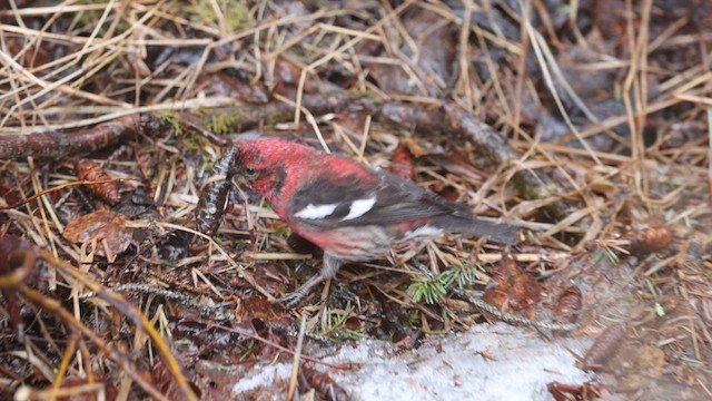 White-winged Crossbill - ML618912962